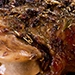 papillotte d'agneau